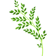 Fototapeta premium Delicate Green Branch with Small Leaves Detailed and Naturalistic Isolated on White Background for Natural Designs and Organic Aesthetics