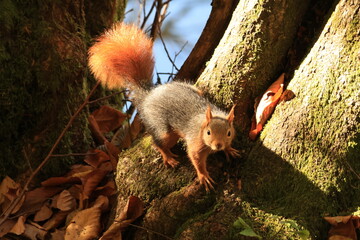 squirrel on the tree