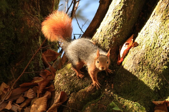 squirrel on the tree