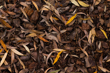 Golden autumn leaves blanket the ground in a sun-drenched park, creating a warm, inviting scene of seasonal beauty and tranquility.