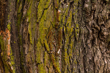 Rough tree bark with deep cracks and natural textures.