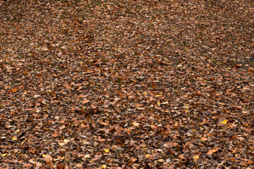 Golden autumn leaves blanket the ground in a sun-drenched park, creating a warm, inviting scene of seasonal beauty and tranquility.