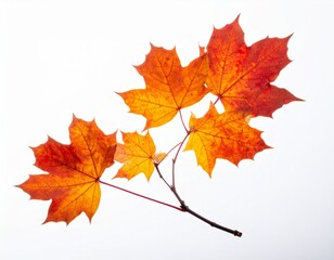Fototapeta premium Branch with Orange and Red Maple Leaves on a Clean White Background