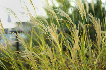 風に揺れるススキ