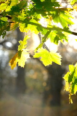 Autumn trees in sunny autumn park lit by sunshine sunny autumn landscape in bright sunlight. Autumn park sunny scene with fallen leaves on the foreground
