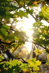 Autumn trees in sunny autumn park lit by sunshine sunny autumn landscape in bright sunlight. Autumn park sunny scene with fallen leaves on the foreground

