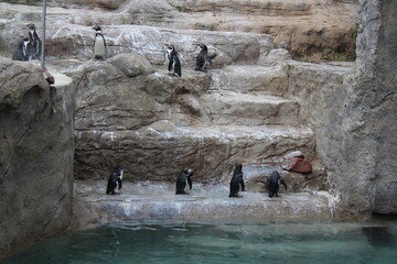 Colonia de pingüinos de Humboldt en un hábitat rocoso de zoológico, aves marinas y fauna antártica o subantártica en un entorno artificial