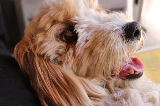 Primer plano extremo de perro Cockapoo o Poodle con pelo largo y hocico mojado, animal sonriendo o jadeando con la lengua afuera, concepto de alegría y felicidad