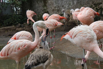 Flamenco adulto alimentando a su cría en el agua de un estanque, grupo de flamencos, concepto de cuidado maternal, fauna y aves acuáticas