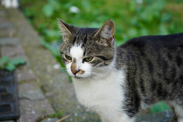 Calm cat standing outdoors, gazing thoughtfully into the distance
