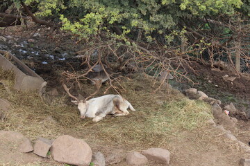 Ciervo de pelaje blanco y marrón con grandes astas descansando en un lecho de heno en zoológico o recinto de fauna salvaje bajo un árbol frondoso