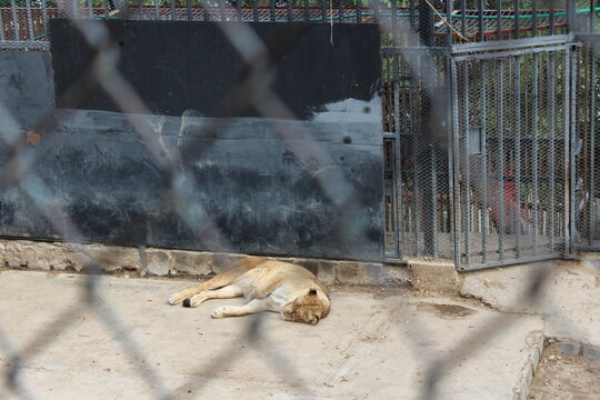 Leona durmiendo tranquilamente en el suelo de concreto de su jaula de zool&oacute;gico, animales en cautiverio, fauna africana con rejas de seguridad