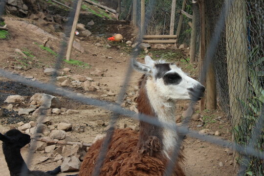Llama andina con pelaje marr&oacute;n y blanco en cautiverio, mirando de perfil a trav&eacute;s de la valla de alambre en zool&oacute;gico, fauna sudamericana