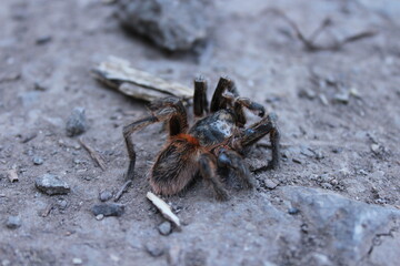 Tarántula o araña peluda en el suelo de tierra y rocas, vista de cerca de fauna salvaje, biología, arácnidos o animales peligrosos en su hábitat