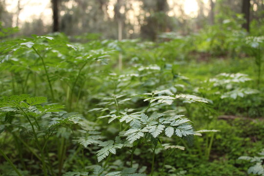 Detalle de hojas verdes de helecho o vegetaci&oacute;n de sotobosque en el bosque, naturaleza, ecolog&iacute;a y frescura con luz del sol de atardecer en el fondo