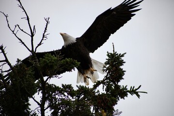 bald eagle in flight