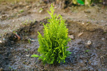Small tree sapling planted in the ground, representing growth and sustainability.