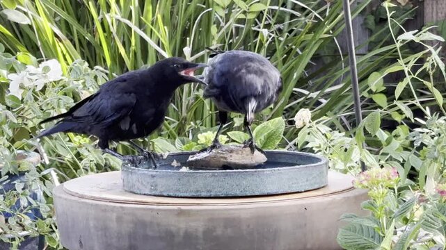 Juvenile crow begs from parent at birdbath