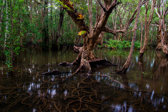 Flooded forest with trees standing in dark water and reflections. Swamp landscape showing wetland ecosystem with green moss and fallen leaves.