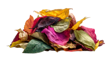 A colorful pile of dried leaves in various shades of red yellow green and purple on black background