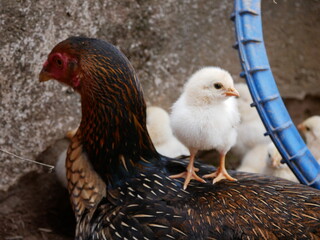 Cute yellow chick standing on a hen’s back in a farmyard. The image captures maternal care and rural life, symbolizing protection, warmth, and the natural bond between mother and baby animals