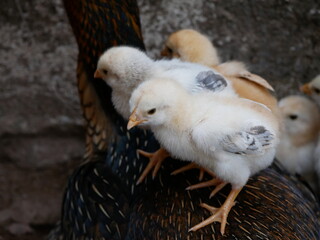 Adorable chicks resting on a mother hen’s back in a farmyard. The image shows tenderness, protection, and the natural bond between animals, symbolizing motherhood and rural life in organic farming