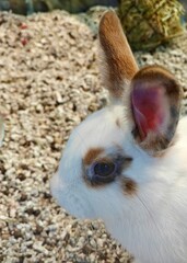 Rabbit. Pets for children. Veterinary clinic