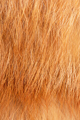 Fototapeta premium Natural fox fur macro photo as a background. Fur vertical background.