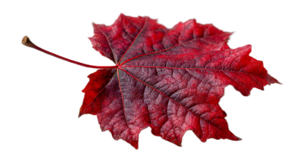 A single red maple leaf with visible veins and stem isolated against a black background space around it