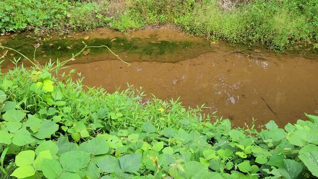 clear water flows through a small irrigation canal in a rural village, surrounded by green grass on both sides