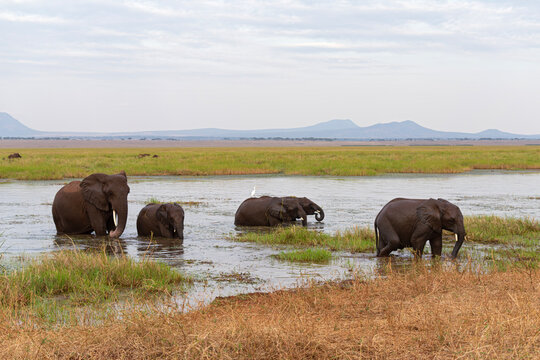 group of african savanna elephants or loxodonta africana at watherhole within tarangire national park tanzania  - Powered by Adobe