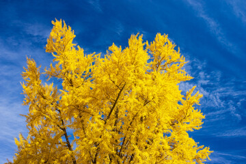 yellow autumn leaves against blue sky