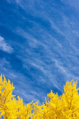 yellow autumn leaves against blue sky