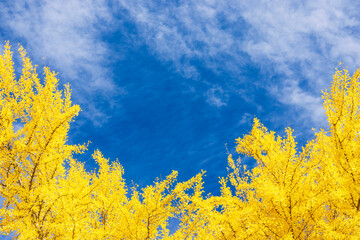 yellow autumn leaves against blue sky