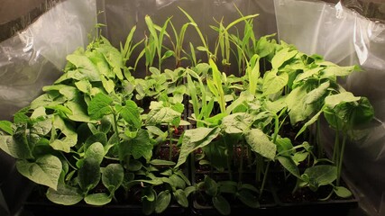 Time lapse of variety of plants like beans, corn, watermelon, pumpkin and other withering after germinating and growing seed starter trays