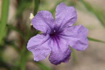 ヤナギバルイラソウ