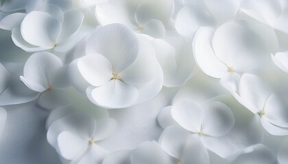 White Flowers Background Macro Of White Petals Texture Soft Dreamy Blured Background