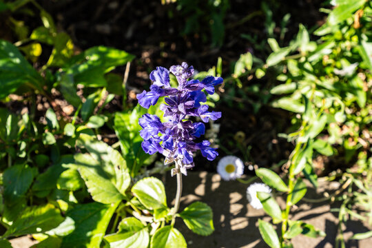 The flowering plant Ajuga, commonly known as bugleweed or carpetweed at the Phoenix Botanical Gardens in the Fall of 2025