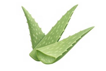 Aloe vera leaves with gel on transparent background, representing natural healthcare, skincare, and beauty ingredients