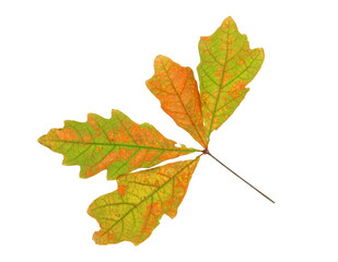 colorful oak leaf twig isolated on white background