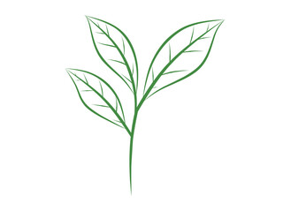 Green Leaf Line Illustration 