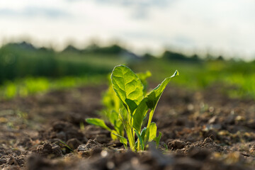 Young spinach plant growing in rich soil on sunny day in rural field surrounded by greenery