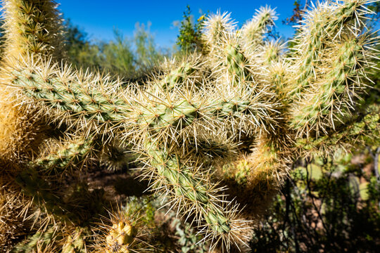 Cholla Cactus, jumping cactus, teddy bear, christmas cholla, cane cholla, devil cholla at the Phoenix Botanical Gardens in the Fall of 2025