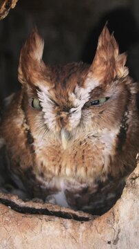 Close up of a cute and fuzzy Eastern Screech Owl. Vertical Video.
