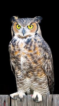 Beautiful Great Horned Owl. Vertical Video.