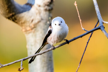 Long-Tailed Tit Is Sitting On A Branch In Autumn