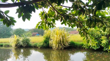 A beautiful natural landscape with green leaves and water 