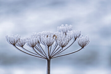 Getrockneter Bl&uuml;tenstand einer Pflanze mit Eiskristallen