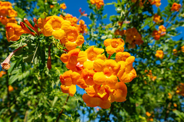 Campsis, trumpet creeper, trumpet vine at the Phoenix Botanical Gardens in the Fall of 2025