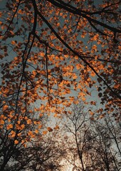 Autumnal canopy, orange leaves against a muted sky